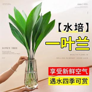 水培一叶兰绿植室内盆栽四季常青客厅网红水养懒人植物好养活花卉