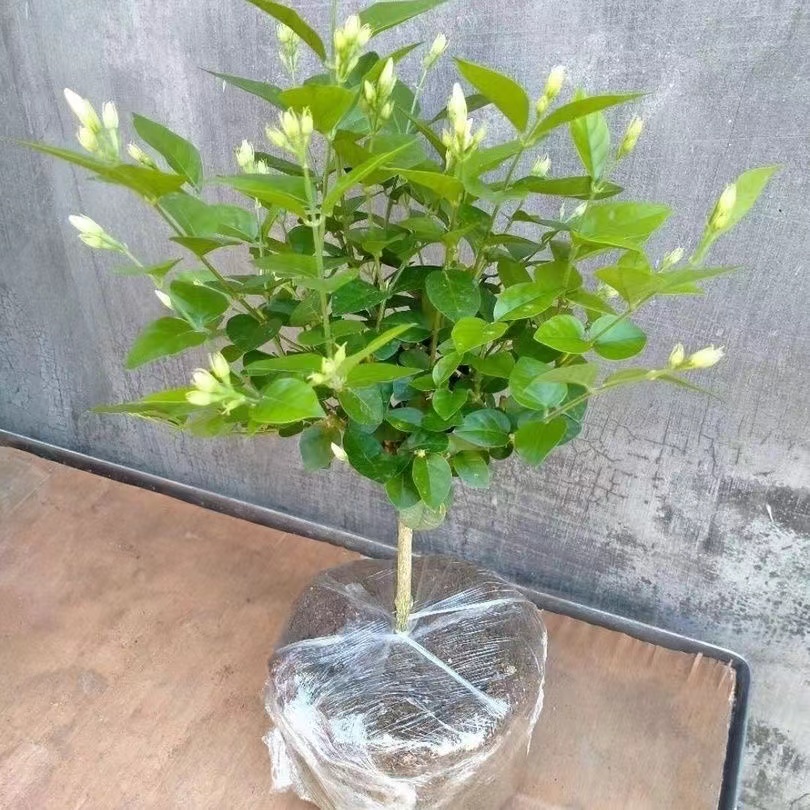 笔尖茉莉花独干单瓣浓香盆