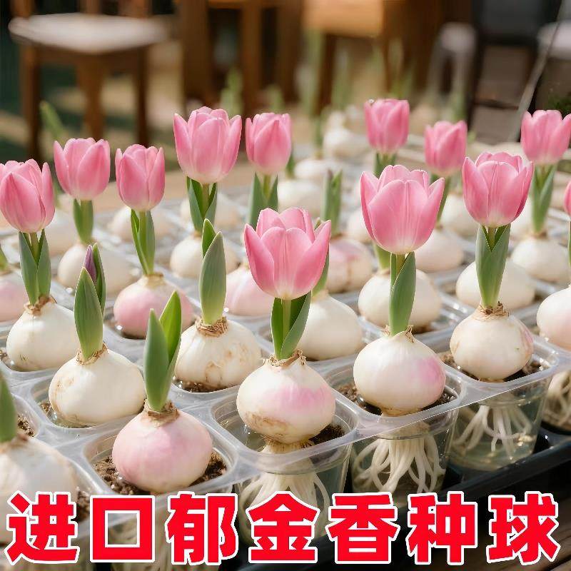 进口郁金香种球10颗水培花卉植物室内花种子盆栽花苗土培水养耐寒,鲜花速递/花卉仿真/绿植园艺,红掌/凤梨/温室花卉,淘宝优惠券,粉丝福利购,淘宝优惠卷