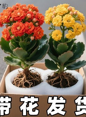 长寿花盆栽带花苞金狐狸四季开大花易活好养室内绿植花卉多肉植物