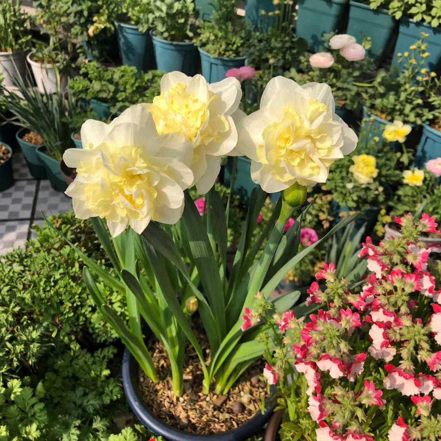 进口重瓣洋水仙种球培土四