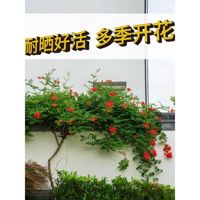 凌霄花爬藤植物耐寒热炮仗