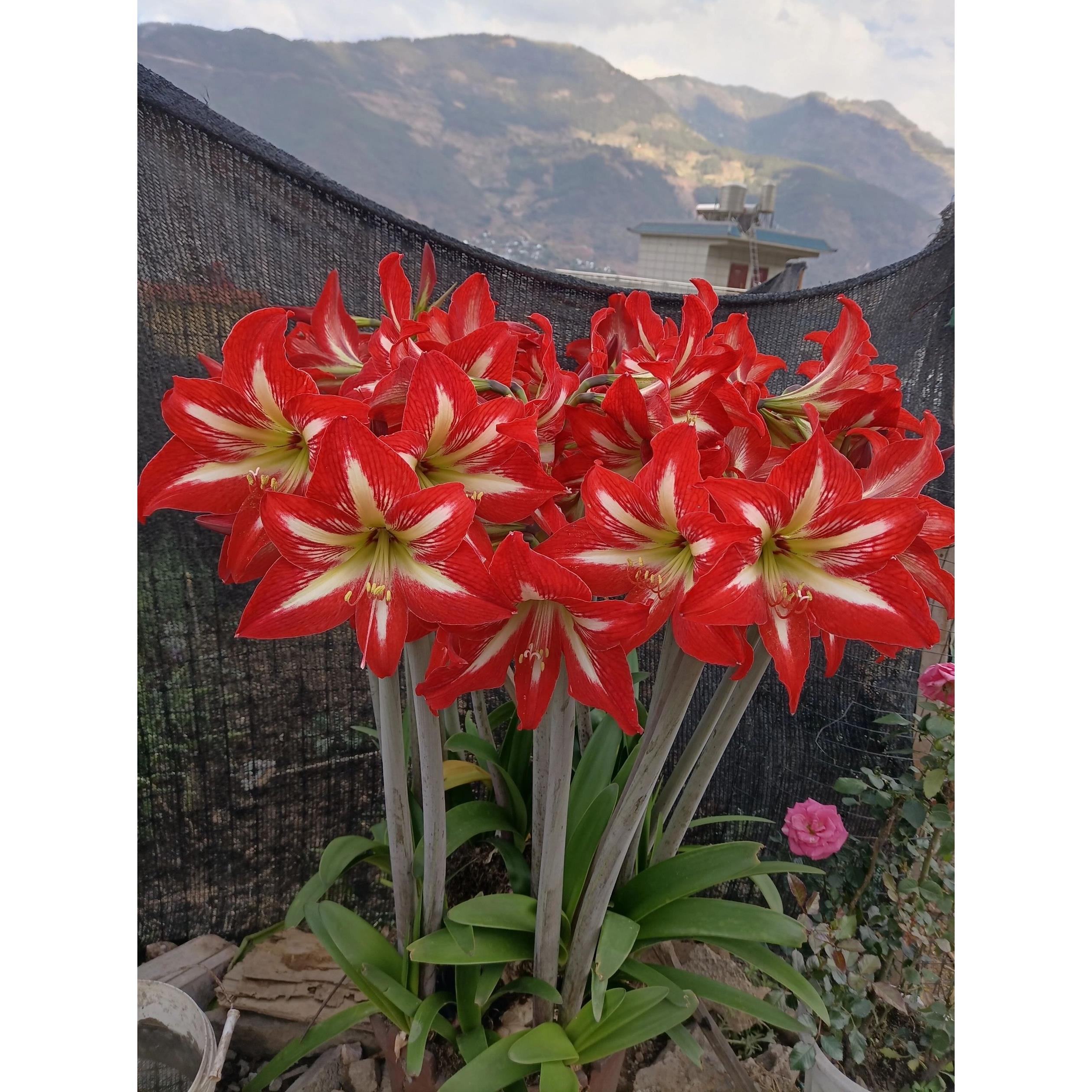 国产朱顶红种球多年生单瓣