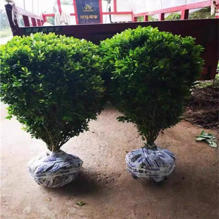 小叶黄杨特大号树苗瓜子黄杨球别墅庭院园林绿化苗木四季长青