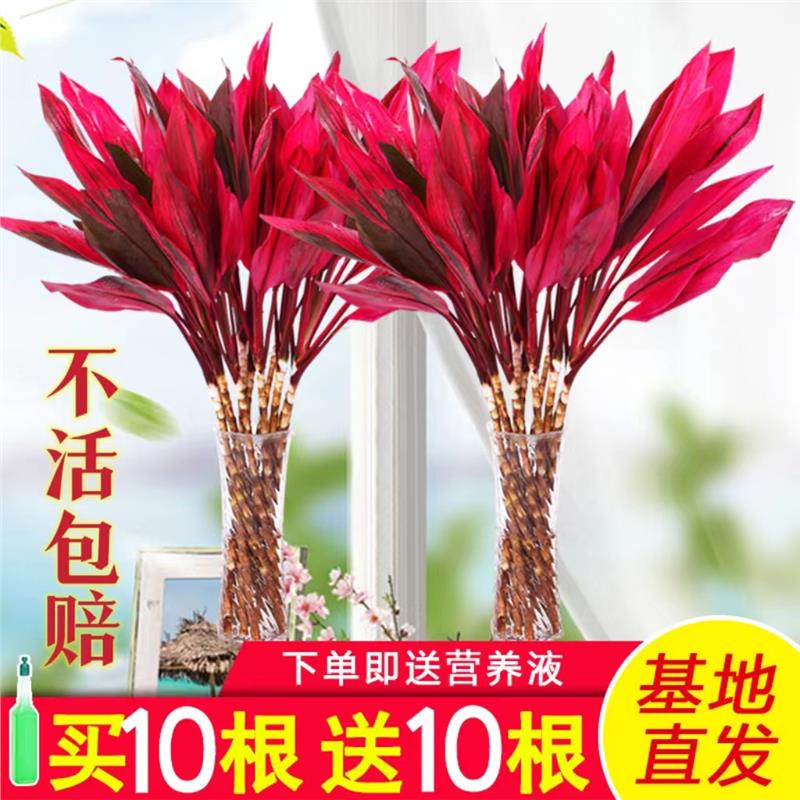 富贵竹水培植物紫鸿运转室