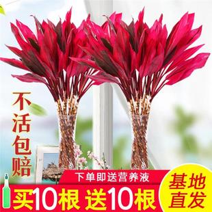 富贵竹水培植物紫竹鸿运转运竹室内招财绿植客厅红色盆栽