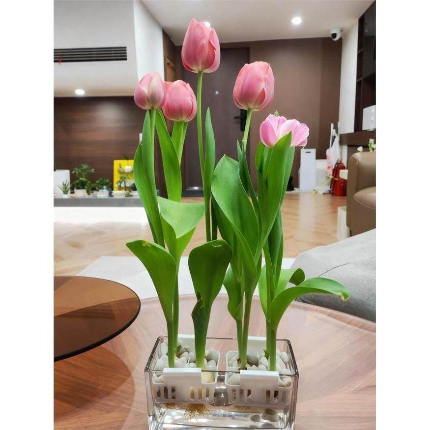 荷兰进口郁金香种球水培花卉植物室内外四季好养活土培郁金香种子