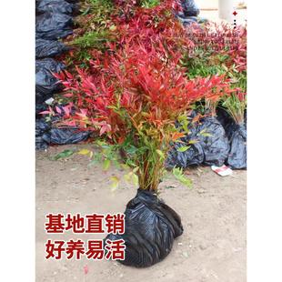 南天竹树苗庭院地栽花园搭配花镜植物四季常青好养活耐寒绿植花卉