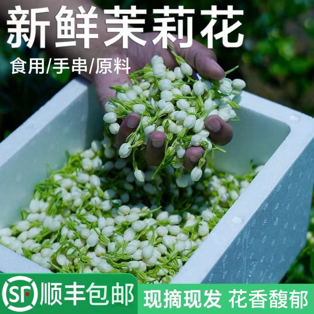 广西横县新鲜茉莉花花苞摆摊食用