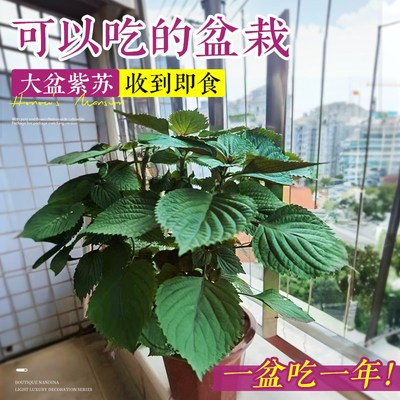 紫苏苗盆栽可食用厨房香草香料植物新鲜紫苏叶即食用盆栽罗勒绿植