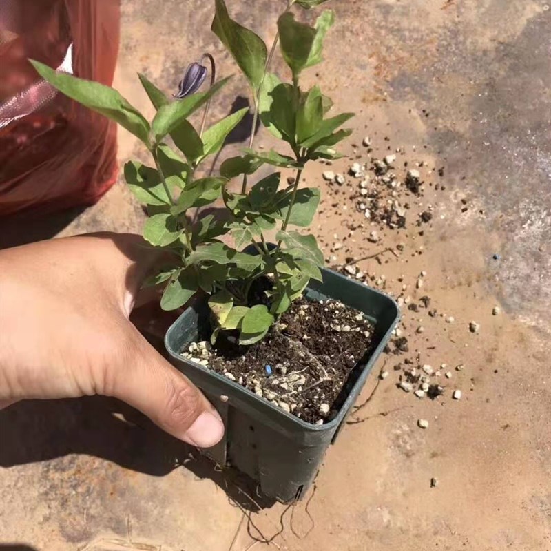 如古铁线莲花苗多年生攀援爬藤花卉可爱铃铛阳台观花垂吊藤蔓植物