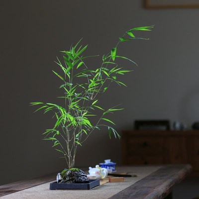 竹子盆栽室内附石水培内门竹盆景四季常绿精品老桩禅意绿植观赏竹