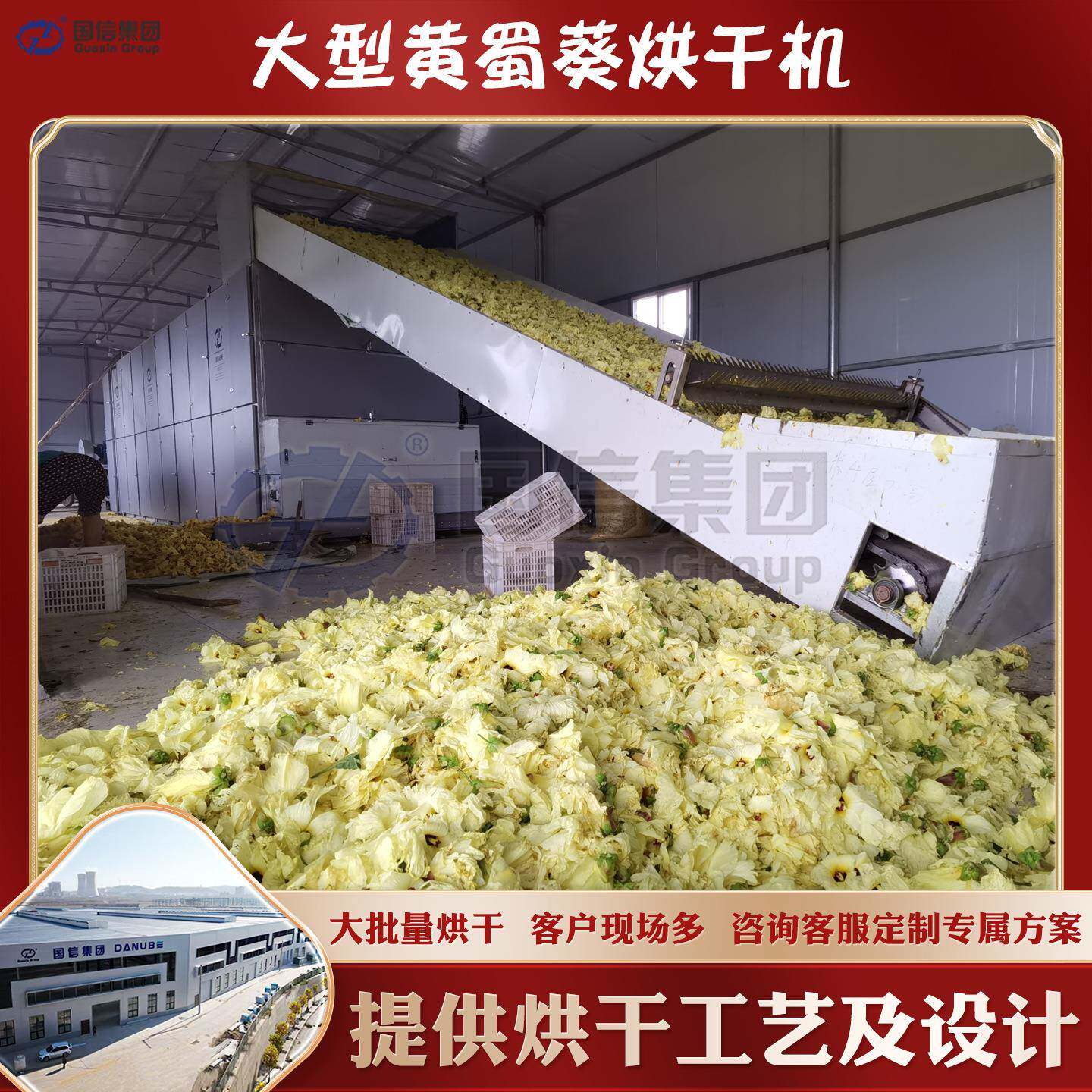 网带黄蜀葵烘干机 黄花莲金花葵干燥设备 全自动黄蜀葵烘干生产线