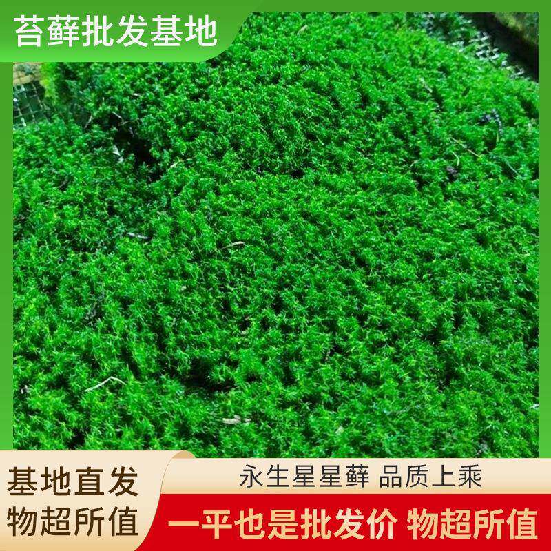 永生星星藓永生苔藓室内造景永生苔藓墙造景仿真苔藓植绒软装