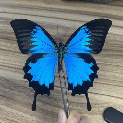 真蝴蝶标本 A1天堂凤蝶标本展翅 昆虫甲虫幼儿园教具教学收藏