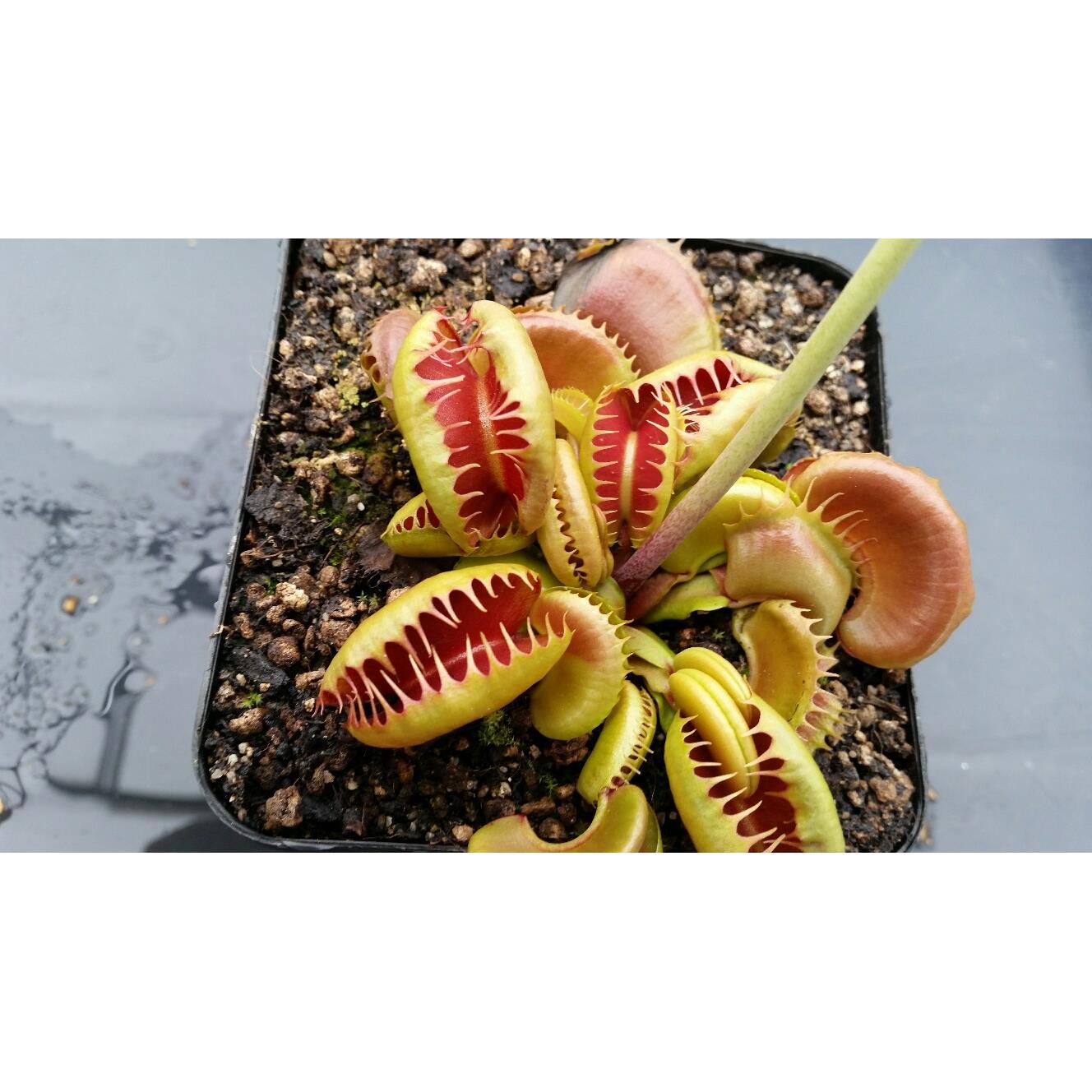 血腥护士捕蝇草 高端品种 进口小苗 特征明显