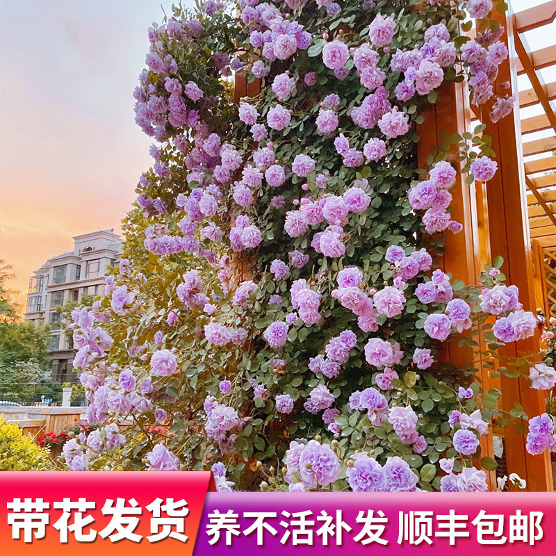 蓝色阴雨浓香藤本月季花苗阳台爬藤玫瑰四季开多花蔷薇盆栽蓝紫色
