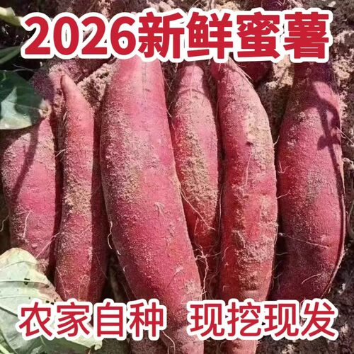 正宗龙九蜜薯沙地红薯新鲜粉糯香甜农家沙地红薯番薯批发红薯地瓜