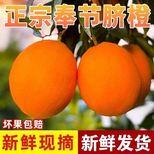 正宗重庆奉节脐橙高山甜橙手剥橙子新鲜甜当季水果包邮赣秭归南