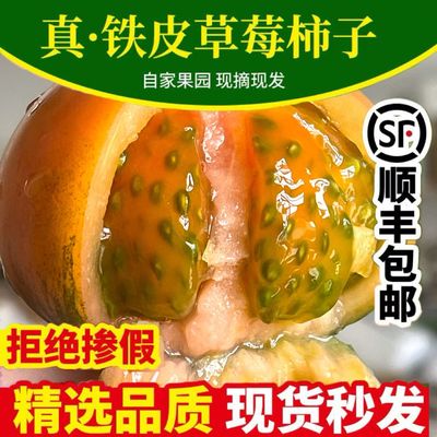 碱地铁皮草莓柿子盘锦碱地自然熟西红柿营口绿腚鹰爪丹东应季番茄