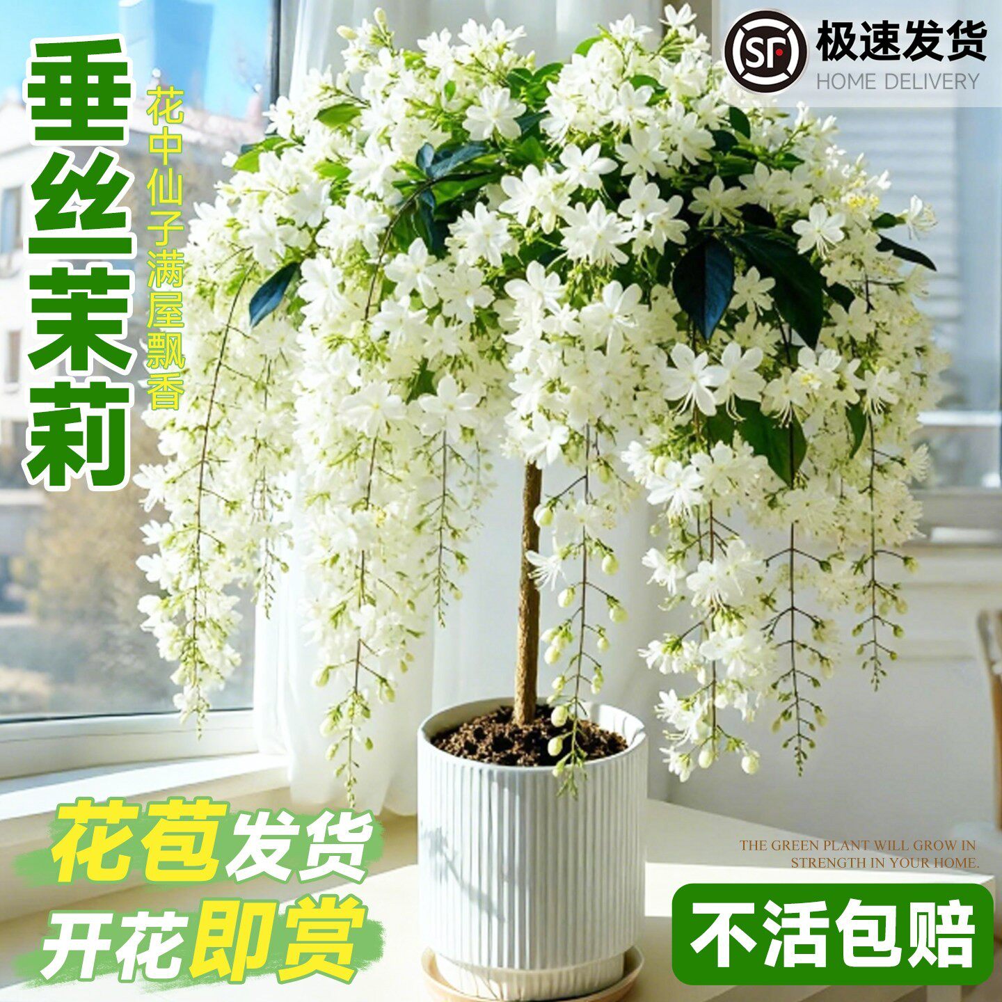 特大垂丝茉莉盆栽带花苞老桩室内客厅阳台风车茉莉四季开花好养活