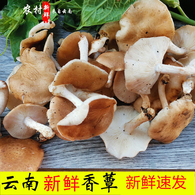 新鲜马桑菌香菇香信香蕈