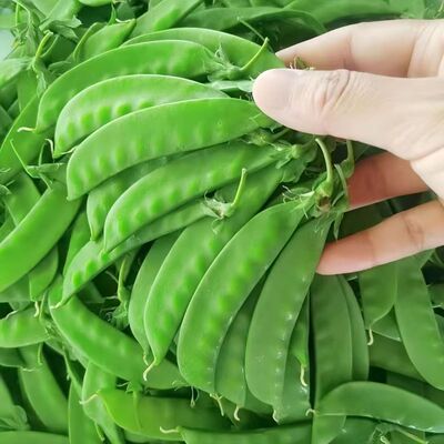 云南新鲜现摘荷兰豆5斤豌豆荚