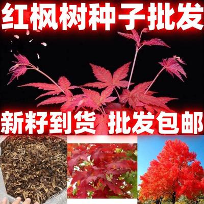 当季新籽红枫树种子别称种北美红枫红枫彩叶树种落叶好看好红枫