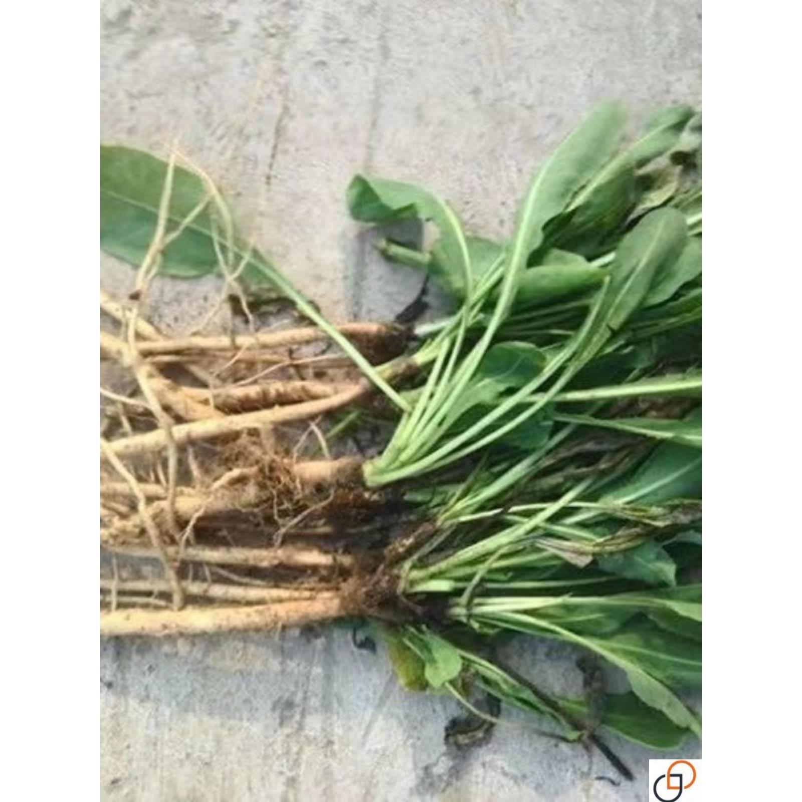 板蓝根种子食用特色青菜大青叶中药材种籽阳台盆栽春季四季蔬菜孑