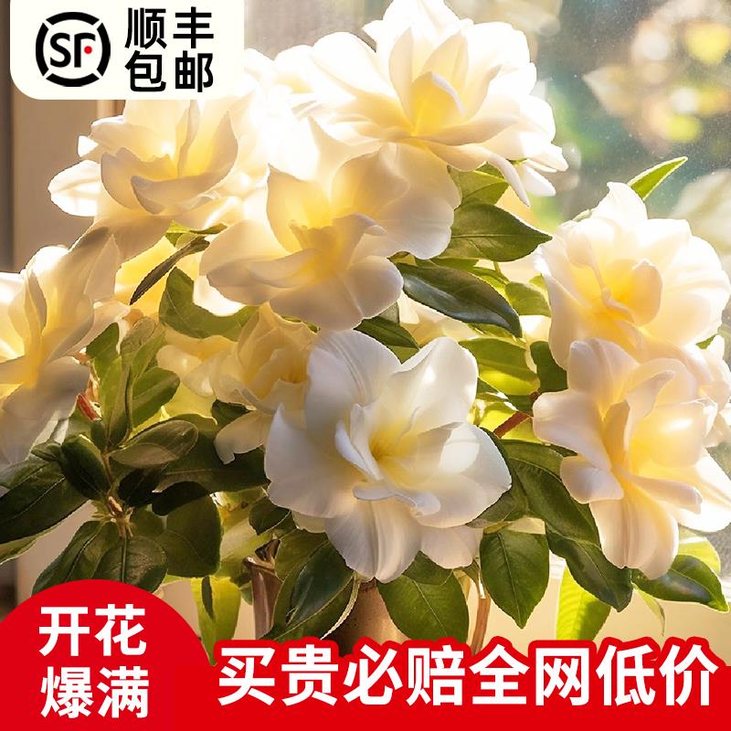 新手种植栀子花种籽 四季开花草花种籽活易子室内 包邮盆栽花种子