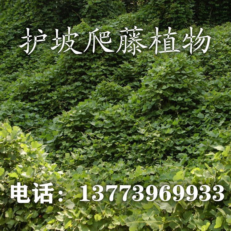 爬山虎苗种子葛藤油麻藤牵牛花边坡绿化矿山复绿护坡爬藤植物种籽