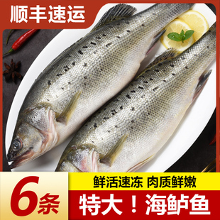 海鲈鱼新鲜冷冻海鱼鲜活深海鱼七星鱼海鲜水产海产品冰鱼卢鱼批发
