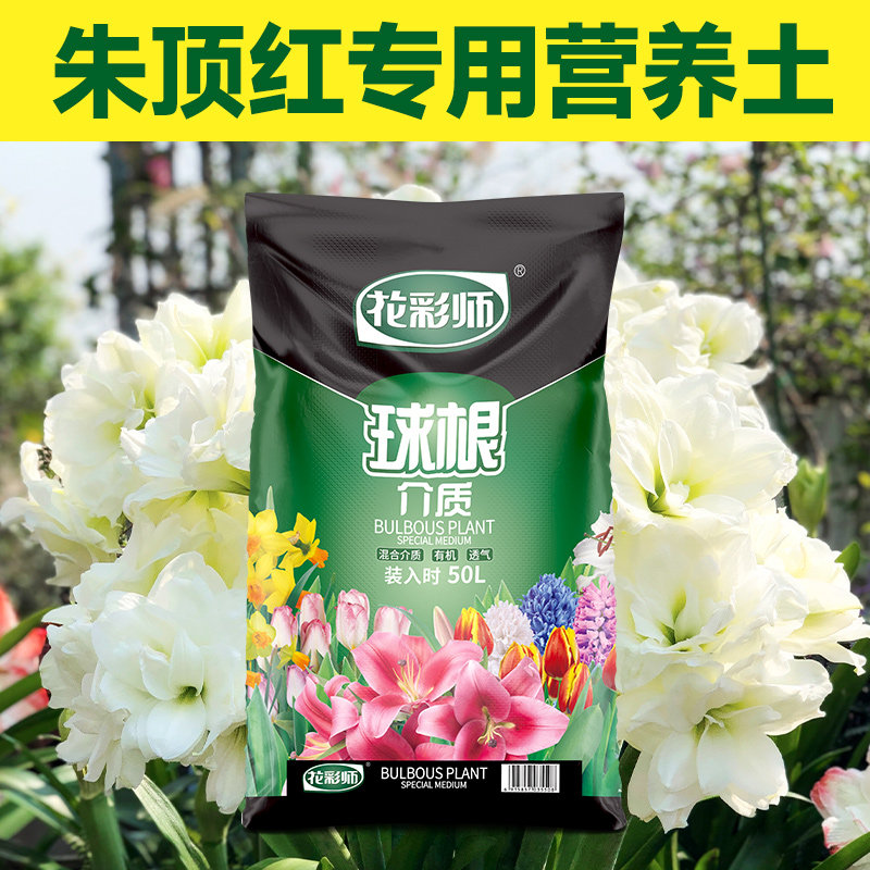 虹越花彩师朱顶红专用营养图片