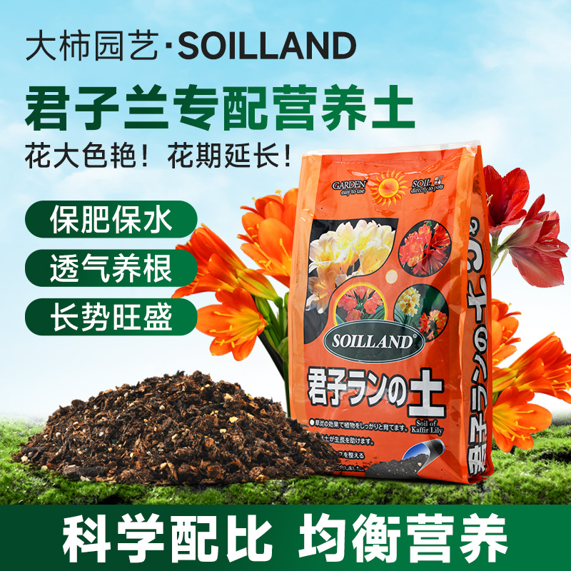 大柿园艺soiland君子兰专