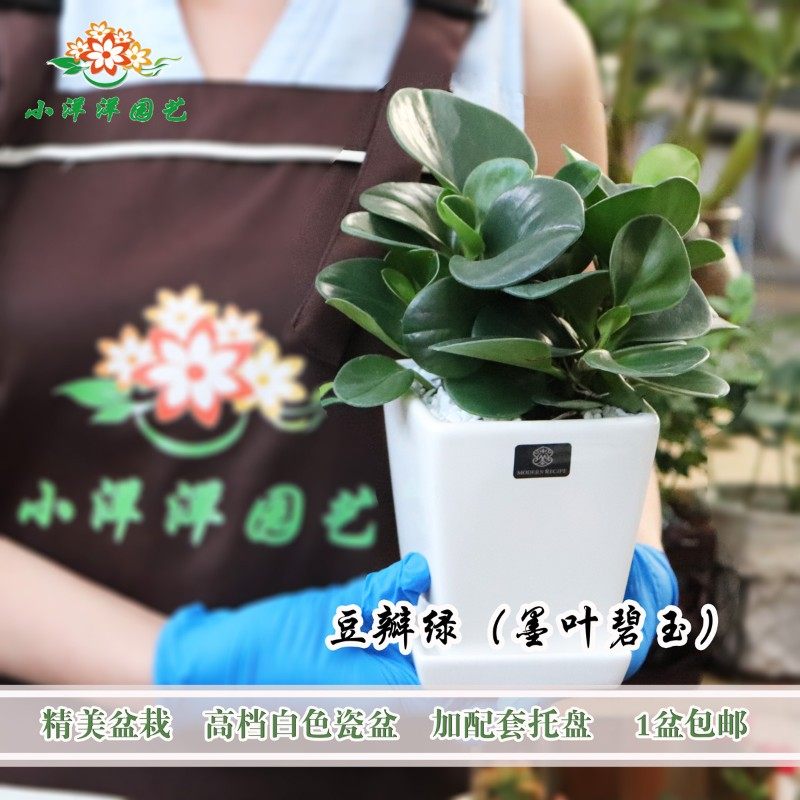 豆瓣绿 墨叶碧玉 办公室桌面盆栽 绿植花卉  净化空气防辐射包邮