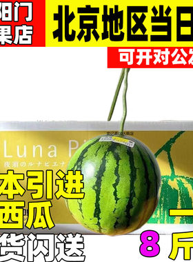 夜须西瓜高知县的Luna Piena麒麟瓜独立包装新鲜冬季西瓜深圳广州