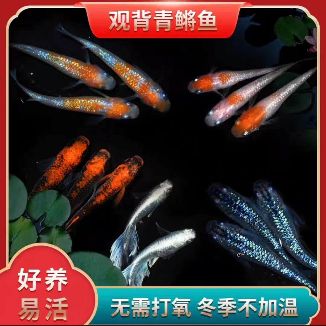 观背青鳉 冷水鱼 不打氧好养活 球体 小型鱼 观赏鱼锦鲤 青鳉鱼苗