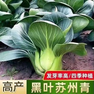 澳华苏州青黑大头矮脚黑叶青菜种子南北方春夏秋四季种植蔬菜种子