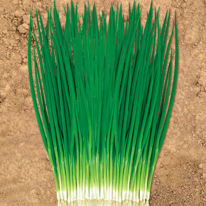 四季小葱种子苗小香葱种籽大葱盆栽葱苗蔬菜孑种头分葱葱红葱头干
