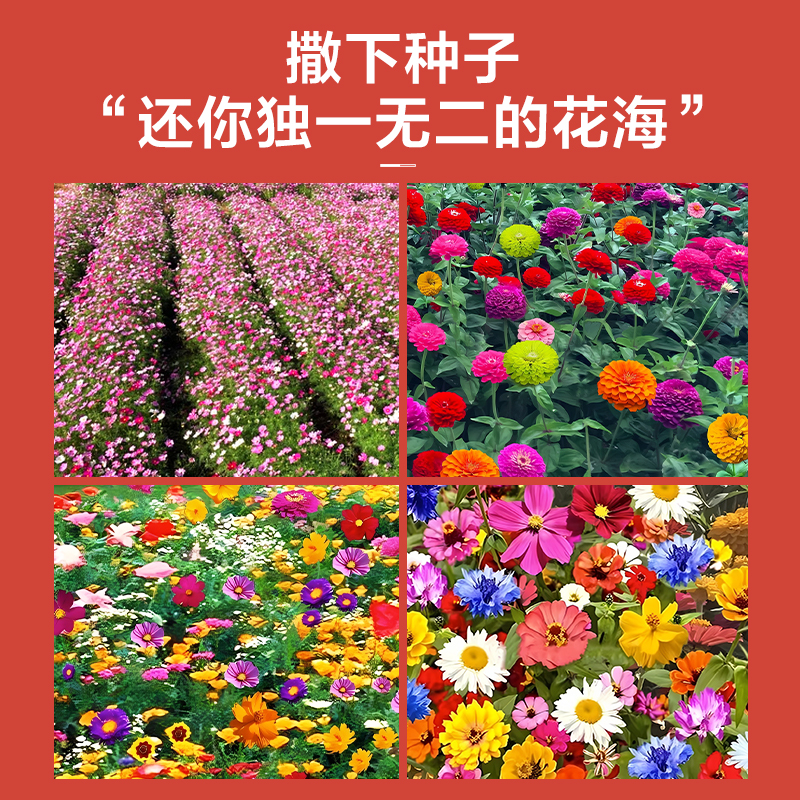 野花组合花种子室外花种籽子四季播种开花向日葵庭院格桑花种大全