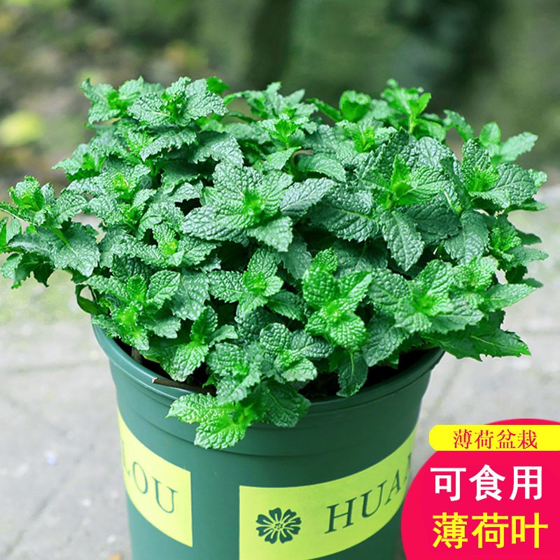 可食用薄荷种子盆栽薄荷籽种大叶易活阳台驱蚊草植物花卉种籽水培