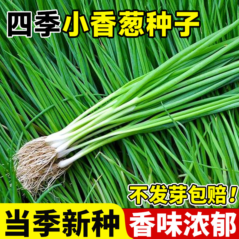葱种子四季小香葱种子章丘大葱籽阳台室内外庭院盆栽分葱蔬菜种孑
