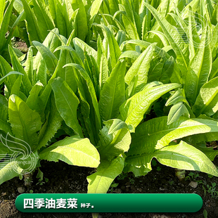 四季油麦菜种子籽苗素菜盆栽秋季小青菜南方快生蔬菜籽种籽孑大全