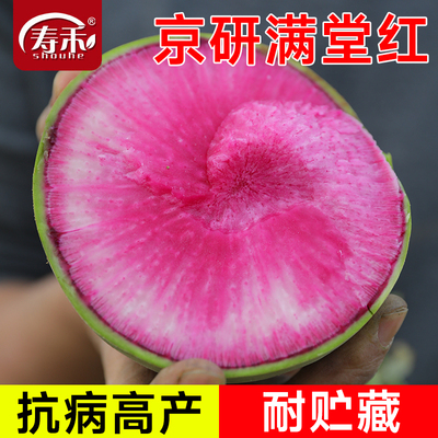 北京心里美萝卜种子杂交满膛红高产满堂红蔬菜种籽心灵美孑