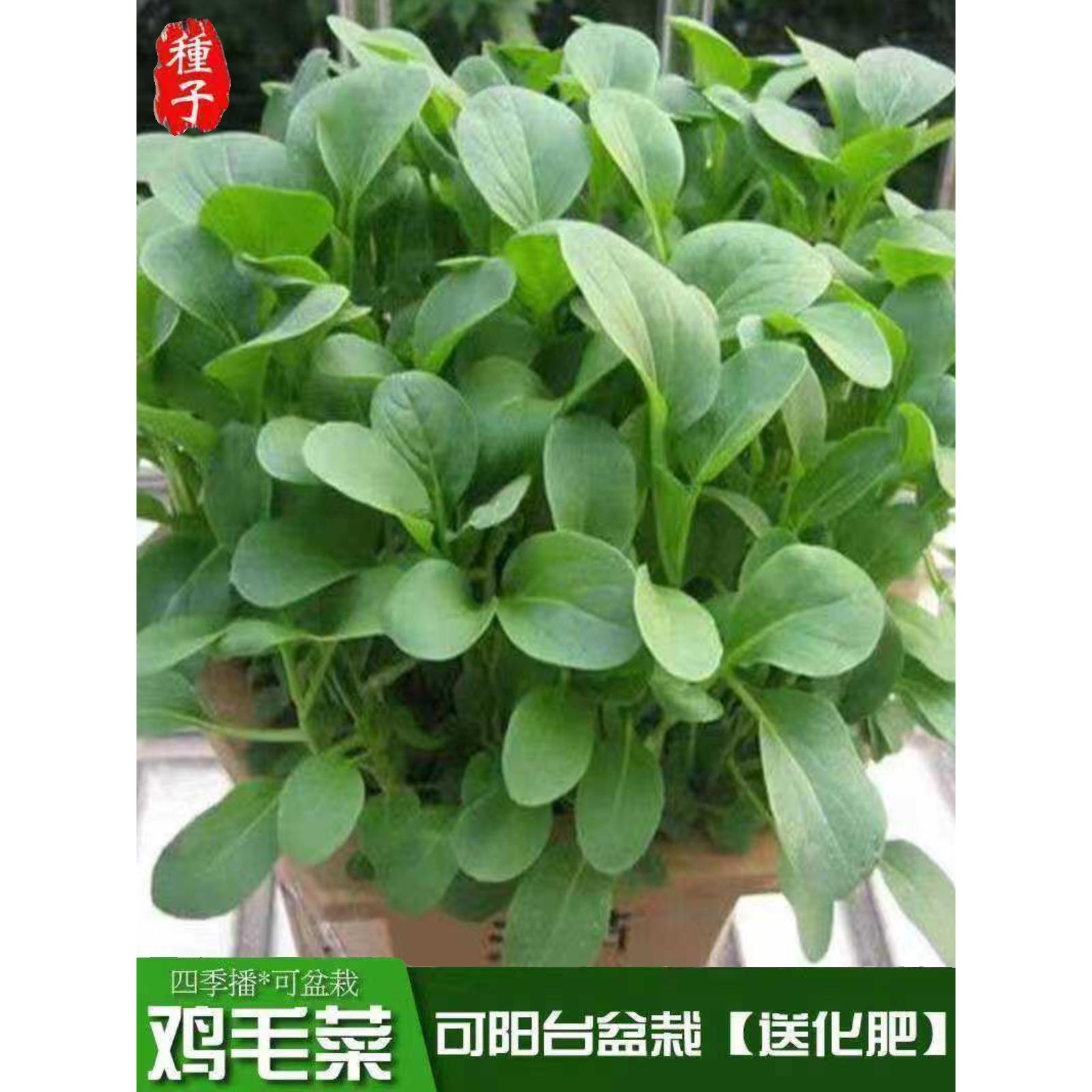 速生鸡毛菜种子四季播种抗热耐寒有小青菜小白菜蔬菜种子大全