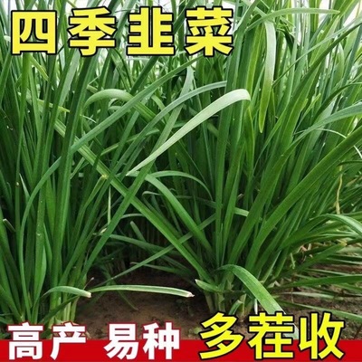 四季韭菜根苗紫根红根大叶宽叶带土农家韭菜根老品种韭菜种籽种子