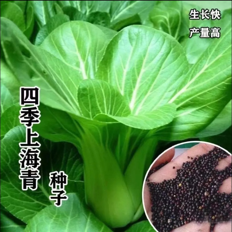 四季上海青菜种籽小油菜小青菜种孑白菜蔬菜阳台盆栽蔬菜种子大全