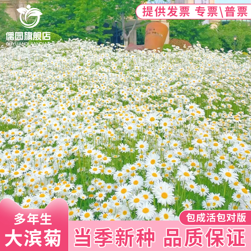大滨菊种子雏菊洋甘菊阳台庭院室外格桑花卉花种籽子四季播种开花