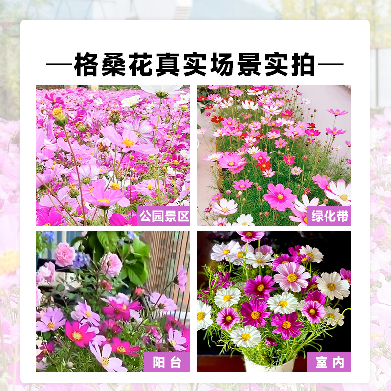 格桑花种籽子野花组合波斯菊花籽太阳花种孑草坪四季播种开花种子