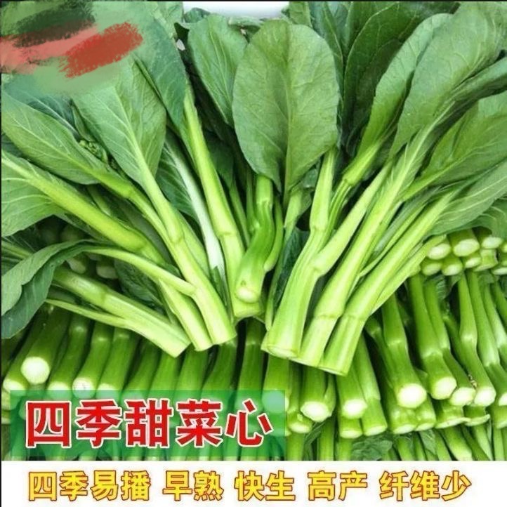 【割完又长】四季菜心种子盆栽四九甜菜心种子耐热青菜籽蔬菜种子